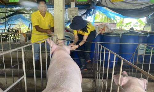 “การเฝ้าระวังเชิงรุก โรคอหิวาต์แอฟริกาในสุกร ด้วยชุดตรวจโรค Rapid Test kits ชนิด African Swine Fever Virus Antigen Test (ASFV)”